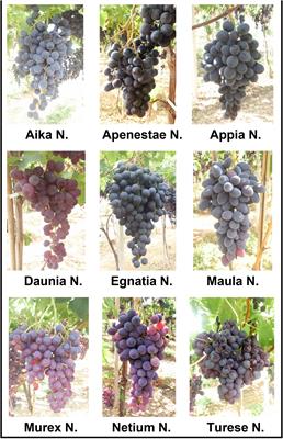 Correlation between antioxidant and anticancer activity and phenolic profile of new Apulian table grape genotypes (V. Vinifera L.)